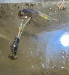 Branchinecta cornigera thumbnail 2