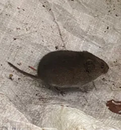 Townsend's Vole thumbnail 2