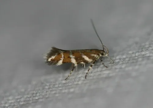 Aristotelia primipilana