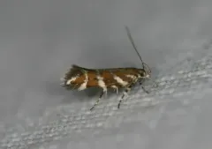 Aristotelia primipilana thumbnail 1