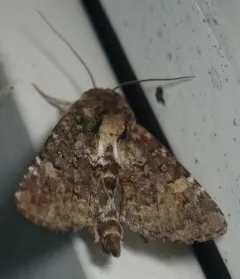 Oligia chlorostigma thumbnail 4