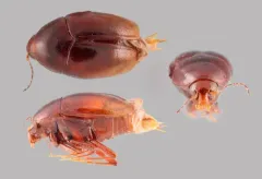 Scaphisoma rubens thumbnail 1