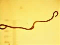 Racomitrium molle thumbnail 2