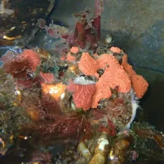 Chain Tunicate thumbnail 2