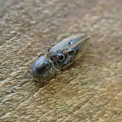 Lined Click Beetle