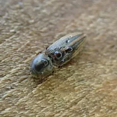 Lined Click Beetle thumbnail 1