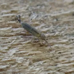 Cotton Springtail thumbnail 1