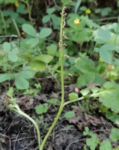 Mingan moonwort thumbnail 3