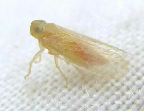 Haplaxius ovatus
