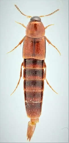 Bryoporus rufescens