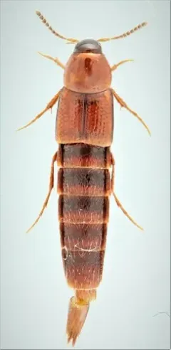 Bryoporus rufescens thumbnail 1