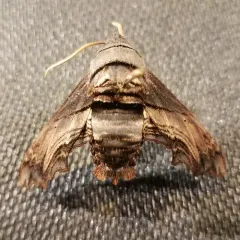 Abbott's Sphinx thumbnail 4