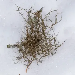 Burred Horsehair Lichen thumbnail 2