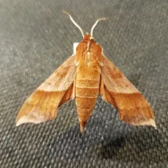Azalea Sphinx thumbnail 2