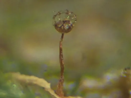 Cribraria minutissima