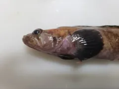 Fourline Snakeblenny thumbnail 3