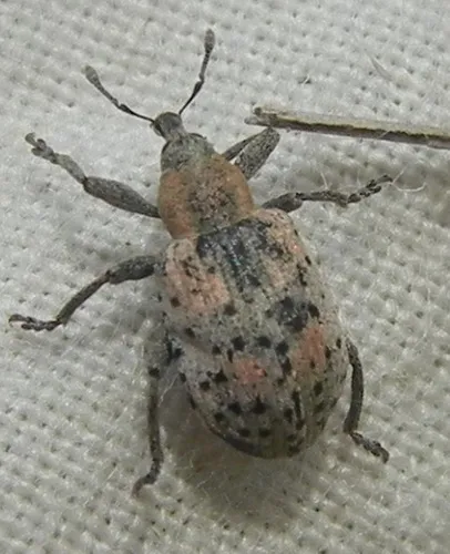 Hypera eximia
