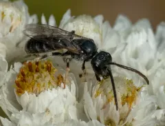 Comma Sweat Bee thumbnail 4