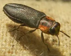 Anthaxia viridicornis thumbnail 2