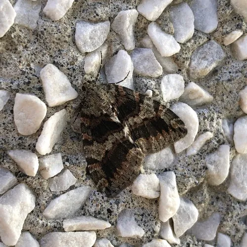 Oak Winter Highflier