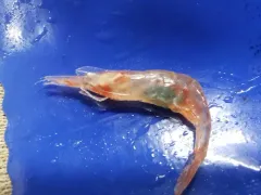 Greenland Shrimp thumbnail 3