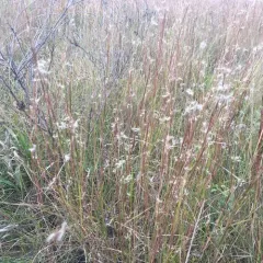 little bluestem thumbnail 2