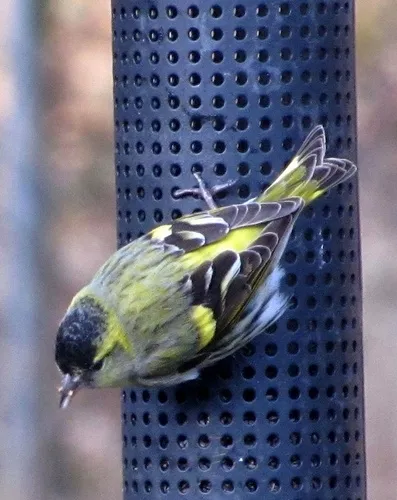 Eurasian Siskin