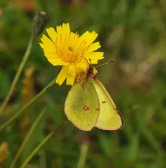 Pelidne Sulphur thumbnail 1