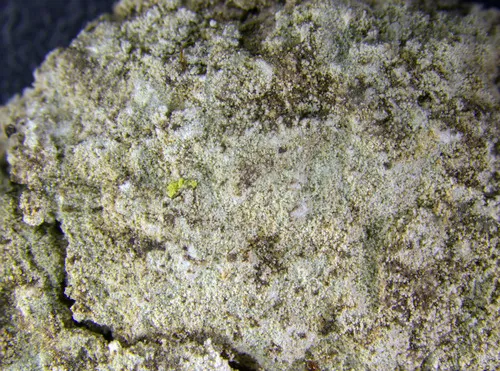 Lepraria cryophila