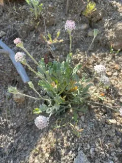 Evermann's Pincushion thumbnail 3