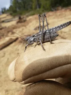 One-tooth Longwing thumbnail 2