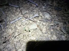 Forest Sharp-tailed Snake thumbnail 4