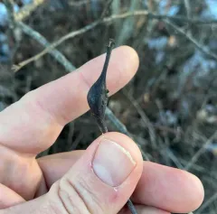 Zapatella quercusphellos thumbnail 4
