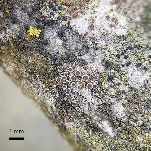 Myriolecis sambuci