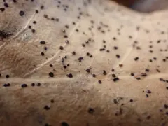 Holly Speckle thumbnail 1