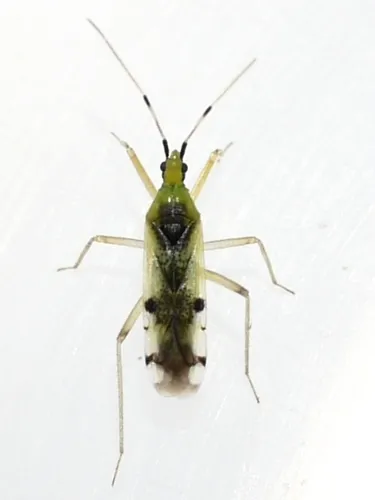 Macrolophus brevicornis