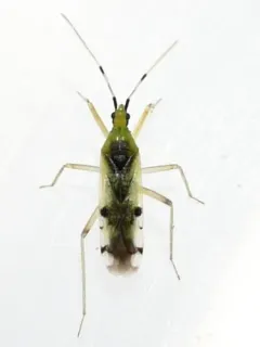 Macrolophus brevicornis thumbnail 1