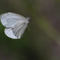 West Virginia White thumbnail 4
