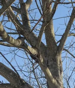 butternut canker thumbnail 2
