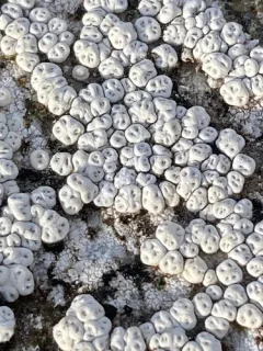 Molar Lichen thumbnail 2