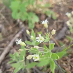 Menzies' Catchfly thumbnail 3
