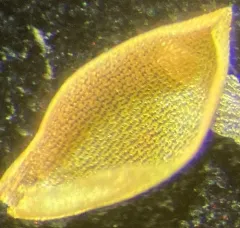 Austin's Sphagnum thumbnail 2