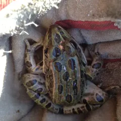 Northern Leopard Frog thumbnail 3
