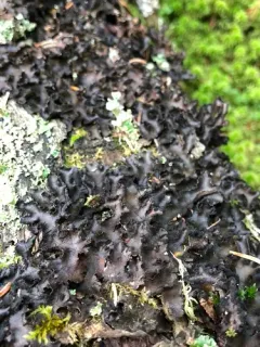 Fringed Moon Lichen thumbnail 3