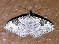 Broken-banded Carpet thumbnail 4