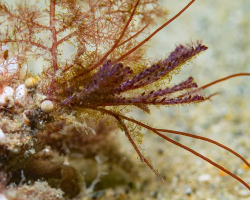 brown bryozoan