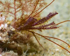 brown bryozoan thumbnail 1