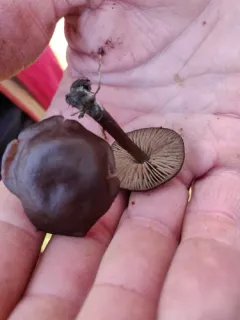 Entoloma edulis thumbnail 2
