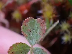 Pseudopeziza trifolii thumbnail 2