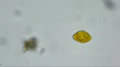 Gymnodinium fuscum thumbnail 2